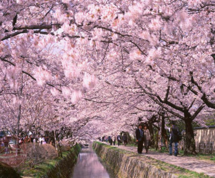 Tour NHẬT BẢN MÙA ANH ĐÀO Osaka - Tyoto - Nagoya - Phú Sĩ -Tokyo 6N5Đ