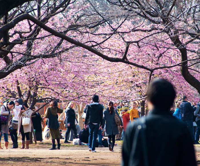 Tour QUYẾN RŨ SẮC HOA KAGOSHIMA Kagoshima - Sakurajima - Senganen 6N5Đ