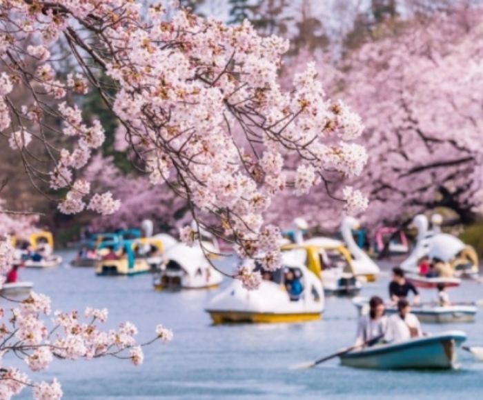 Tour SAKURA NHẬT BẢN 2024 Osaka – Kobe – Kyoto – Phú Sĩ – Tokyo
