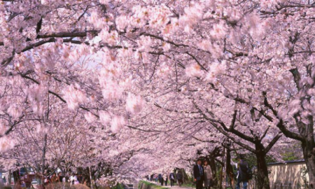 Tour NHẬT BẢN MÙA ANH ĐÀO Osaka - Tyoto - Nagoya - Phú Sĩ -Tokyo 6N5Đ