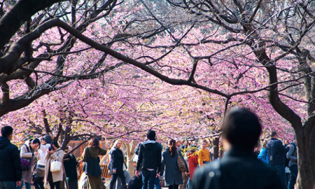 Tour QUYẾN RŨ SẮC HOA KAGOSHIMA Kagoshima - Sakurajima - Senganen 6N5Đ