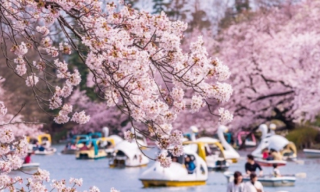 Tour SAKURA NHẬT BẢN 2024 Osaka – Kobe – Kyoto – Phú Sĩ – Tokyo