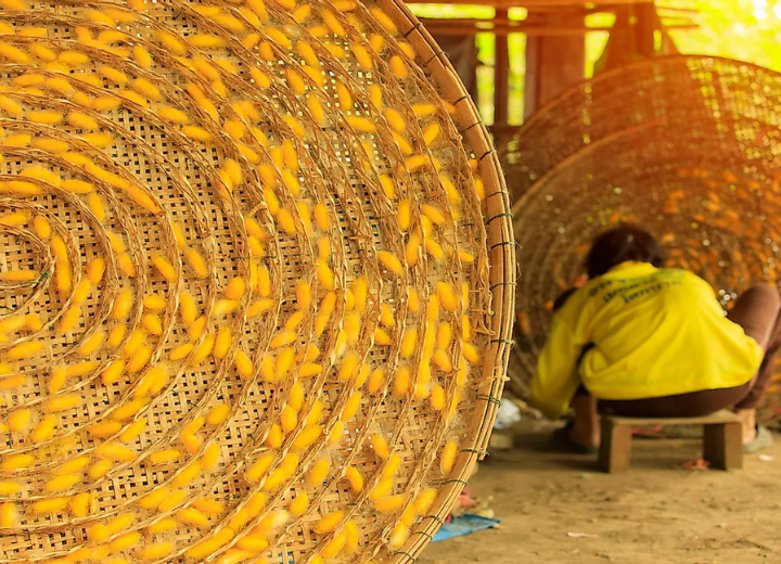Tour Hà Khẩu - Côn Minh - Núi Tuyết Kiệu Tử - 4N3Đ
