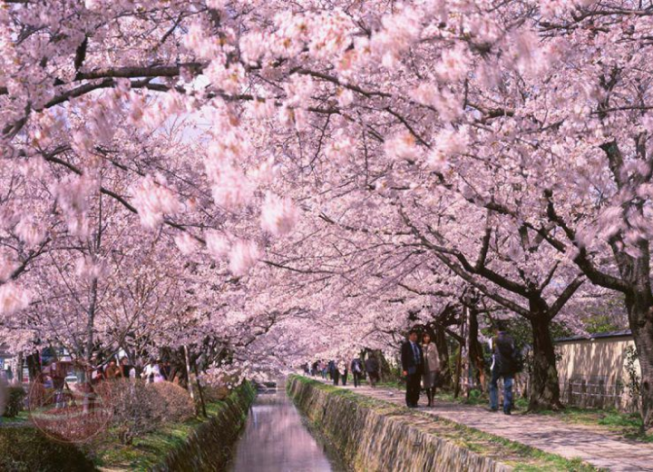 Tour DU LỊCH NHẬT BẢN HOA ANH ĐÀO SỚM Tokyo – Phú Sĩ – Nagoya – Kyoto – Osaka