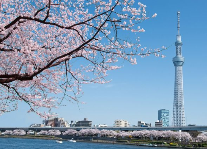 Tour DU LỊCH NHẬT BẢN HOA ANH ĐÀO SỚM Tokyo – Phú Sĩ – Nagoya – Kyoto – Osaka