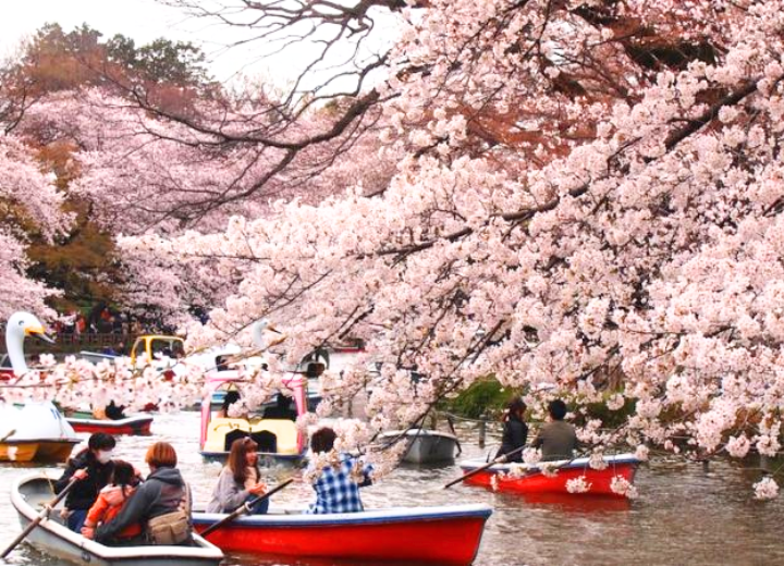 Tour SAKURA NHẬT BẢN 2024 Tokyo – Phú Sĩ – Nagoya – Kyoto – Osaka
