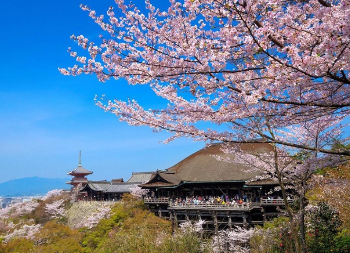 Tour SAKURA NHẬT BẢN 2024 Tokyo – Phú Sĩ – Nagoya – Kyoto – Osaka