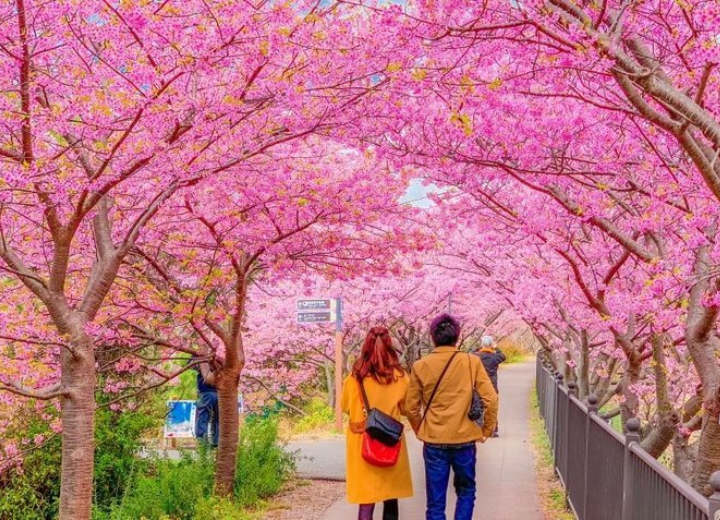 Tour SAKURA NHẬT BẢN 2024 Osaka – Kobe – Kyoto – Phú Sĩ – Tokyo