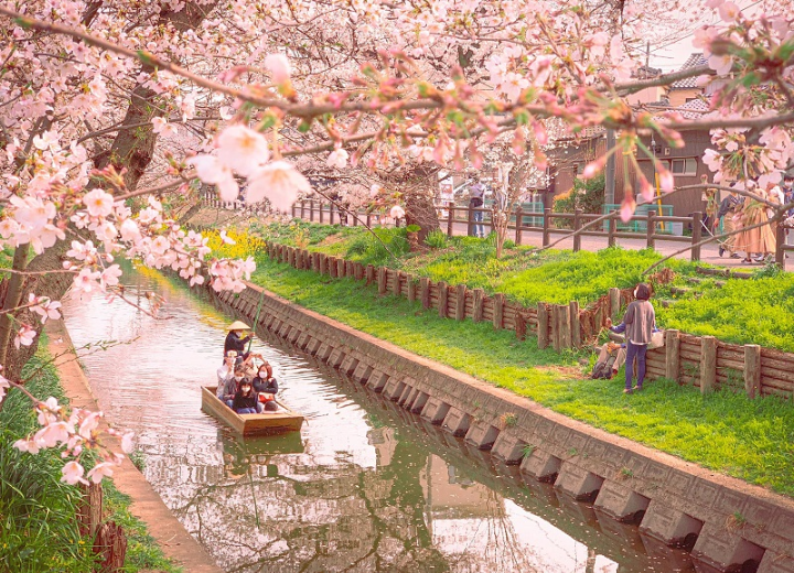 Tour SAKURA NHẬT BẢN 2024 Osaka – Kobe – Kyoto – Phú Sĩ – Tokyo