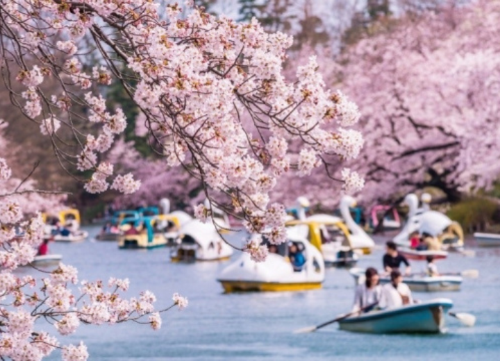 Tour SAKURA NHẬT BẢN 2024 Osaka – Kobe – Kyoto – Phú Sĩ – Tokyo