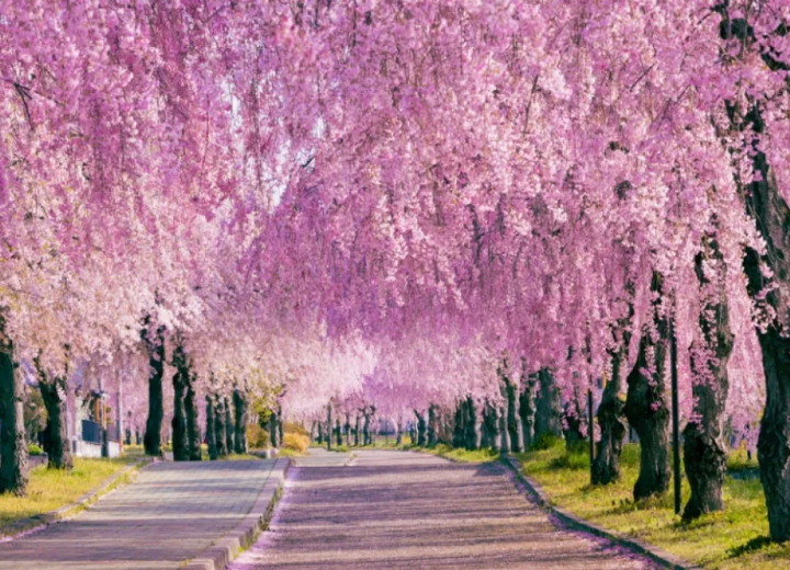 Tour NHẬT BẢN MÙA ANH ĐÀO Osaka - Tyoto - Nagoya - Phú Sĩ -Tokyo 6N5Đ