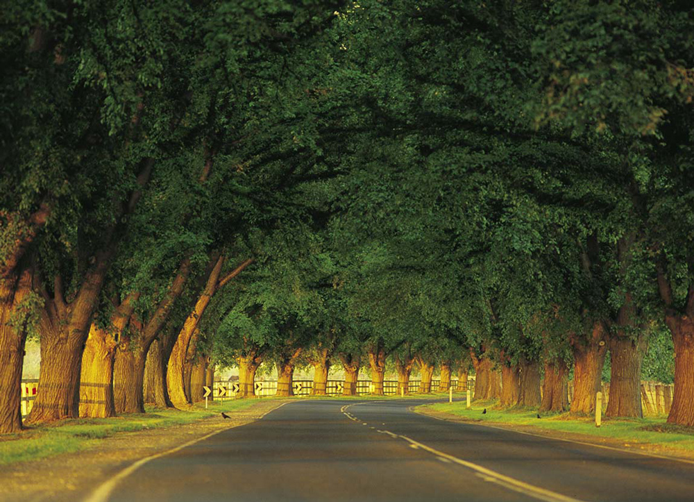 Tour Úc 8N7Đ: Sydney - CanBerra - Melbourne - Ballarat – Dandenong – Đảo Phillip
